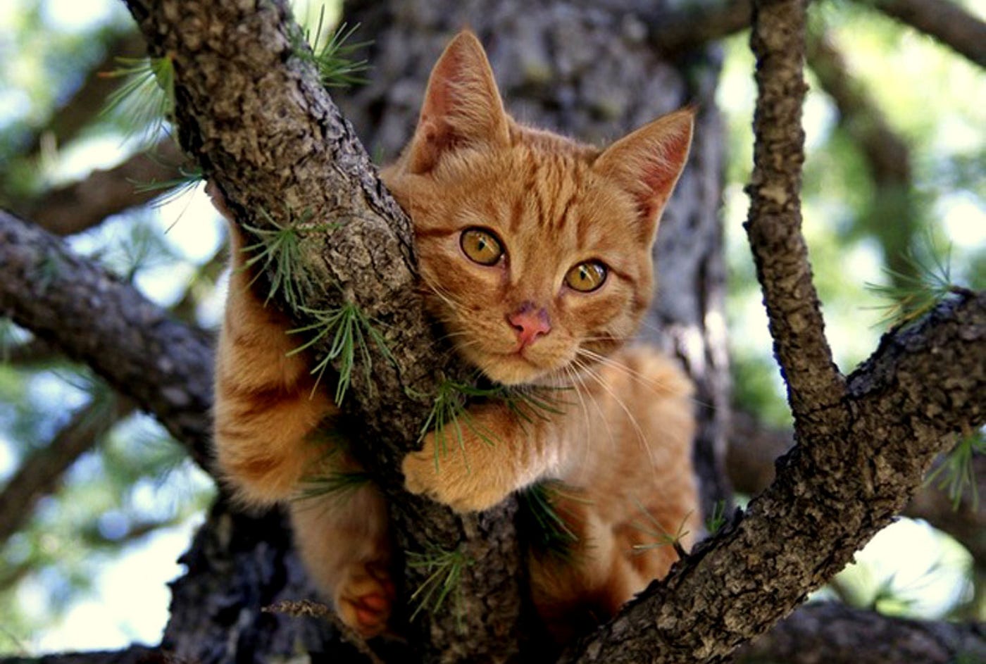 cat in a tree emergency rescue