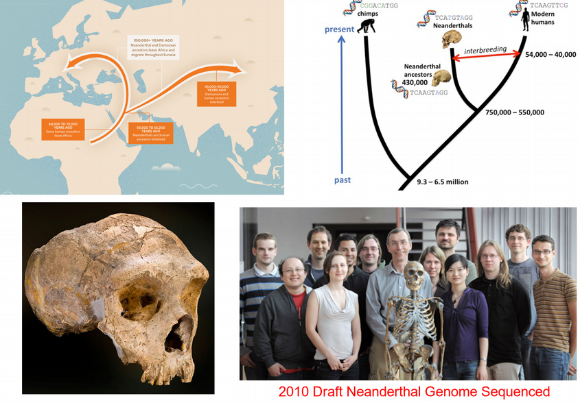 Deep Learning On Neanderthal Genes By Nikolay Oskolkov Towards Data Science