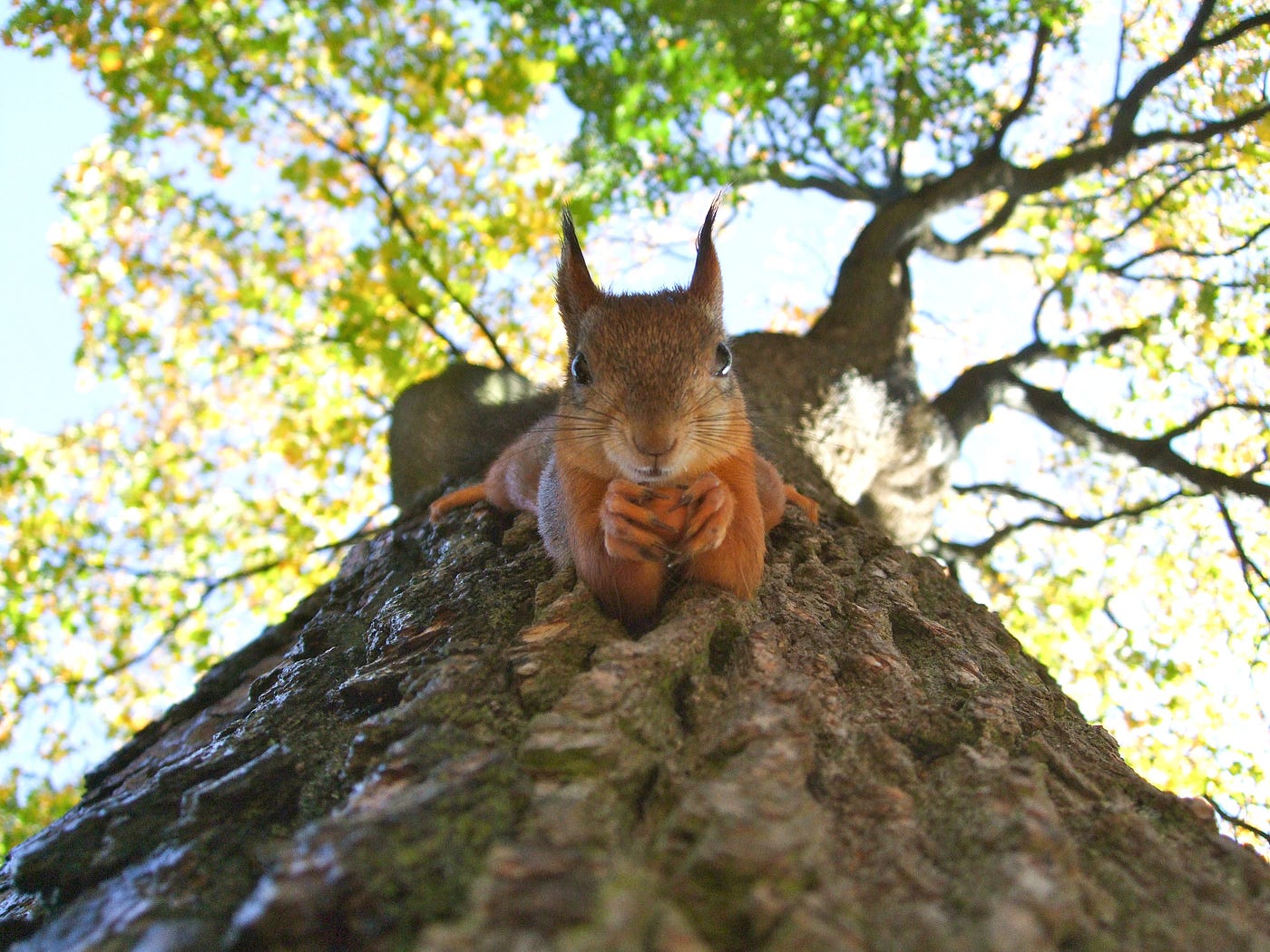 Shot of someone looking up at a tree. There is a funny squirrel holding a nut.