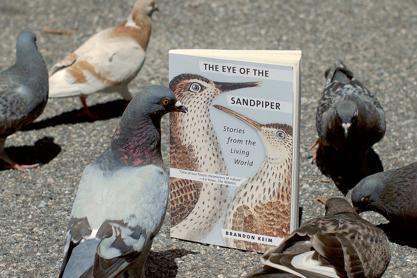 The #1 Bestseller Among Pigeons!. With the help of pigeon-whisperer… | by  Brandon Keim | Brandon Keim's Notebook | Medium