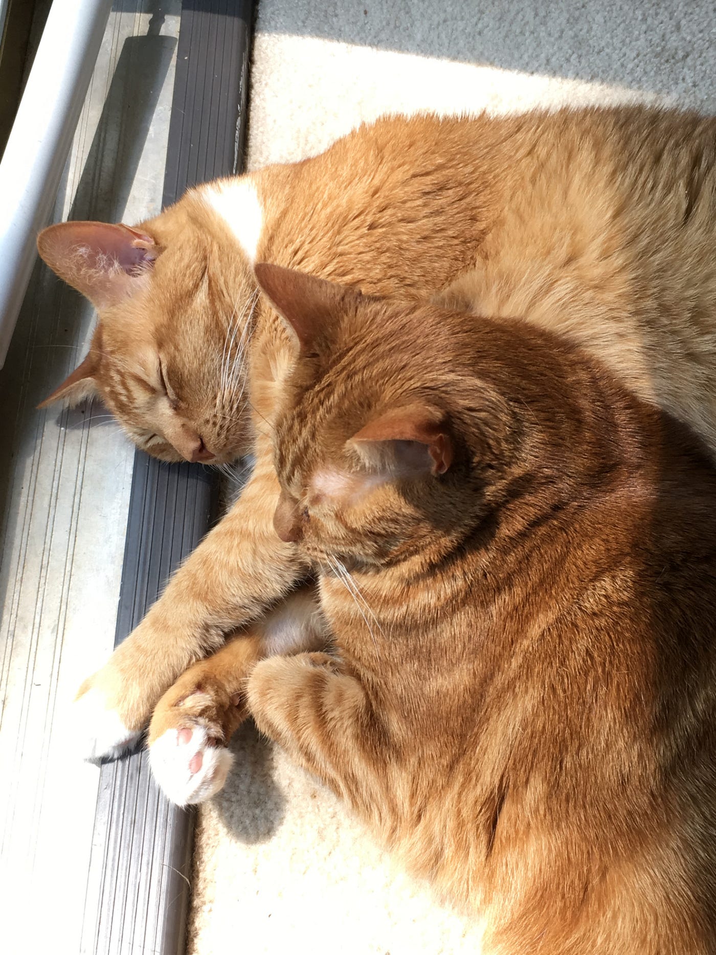 My 2 orange cats.