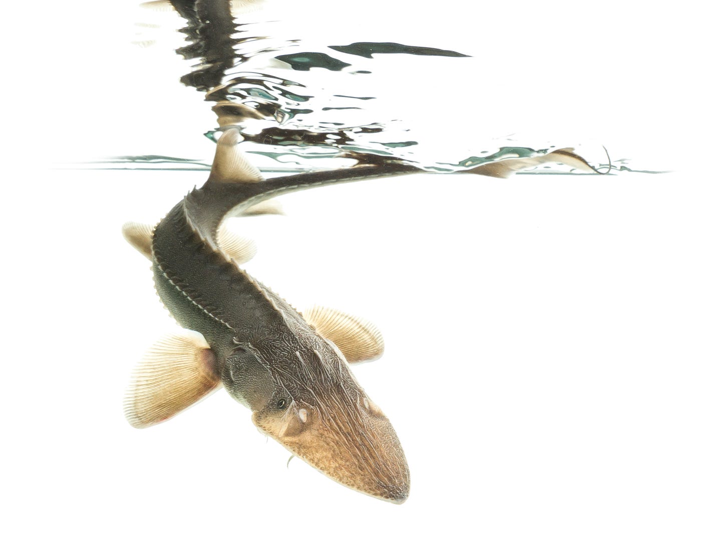 Juvenile pallid sturgeon with tail flicking out of water, white background