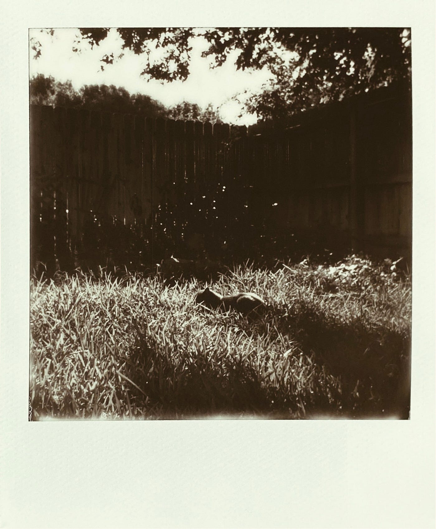 A Polaroid photograph of a cat laying in the grass in the morning, with a fence in the background. Deep shadows.