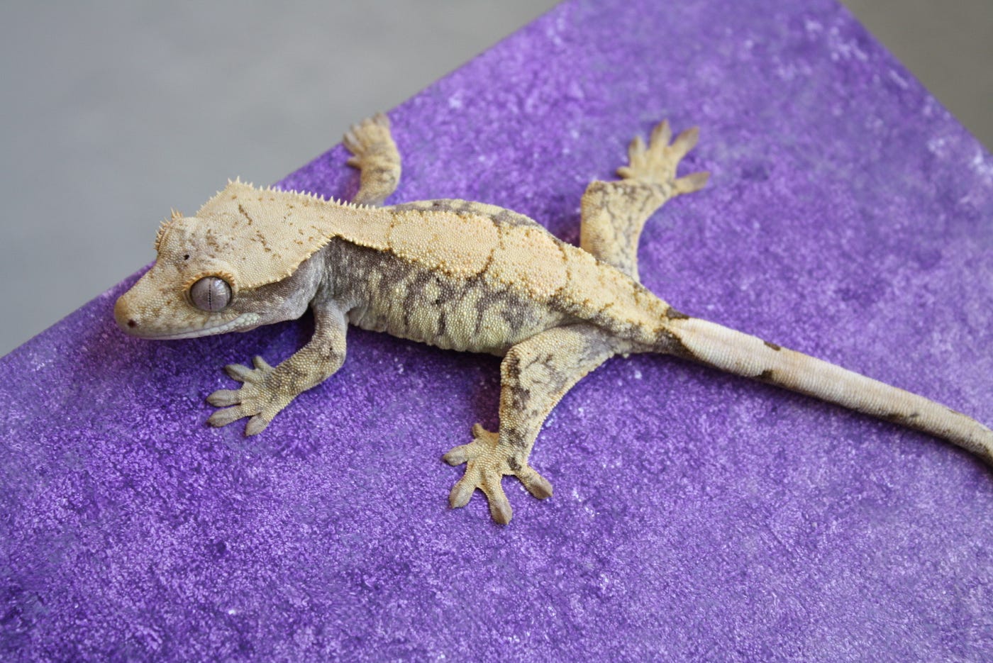 The Complete Crested Gecko Care Guide | by Hunter Byrd | Medium