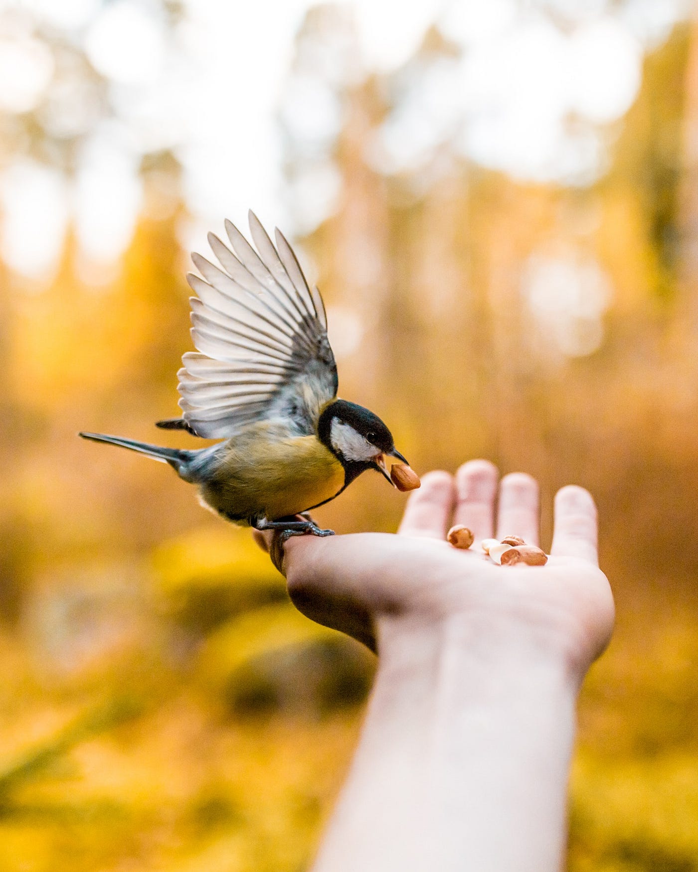 A small bird eats seed from a palm of a hand.