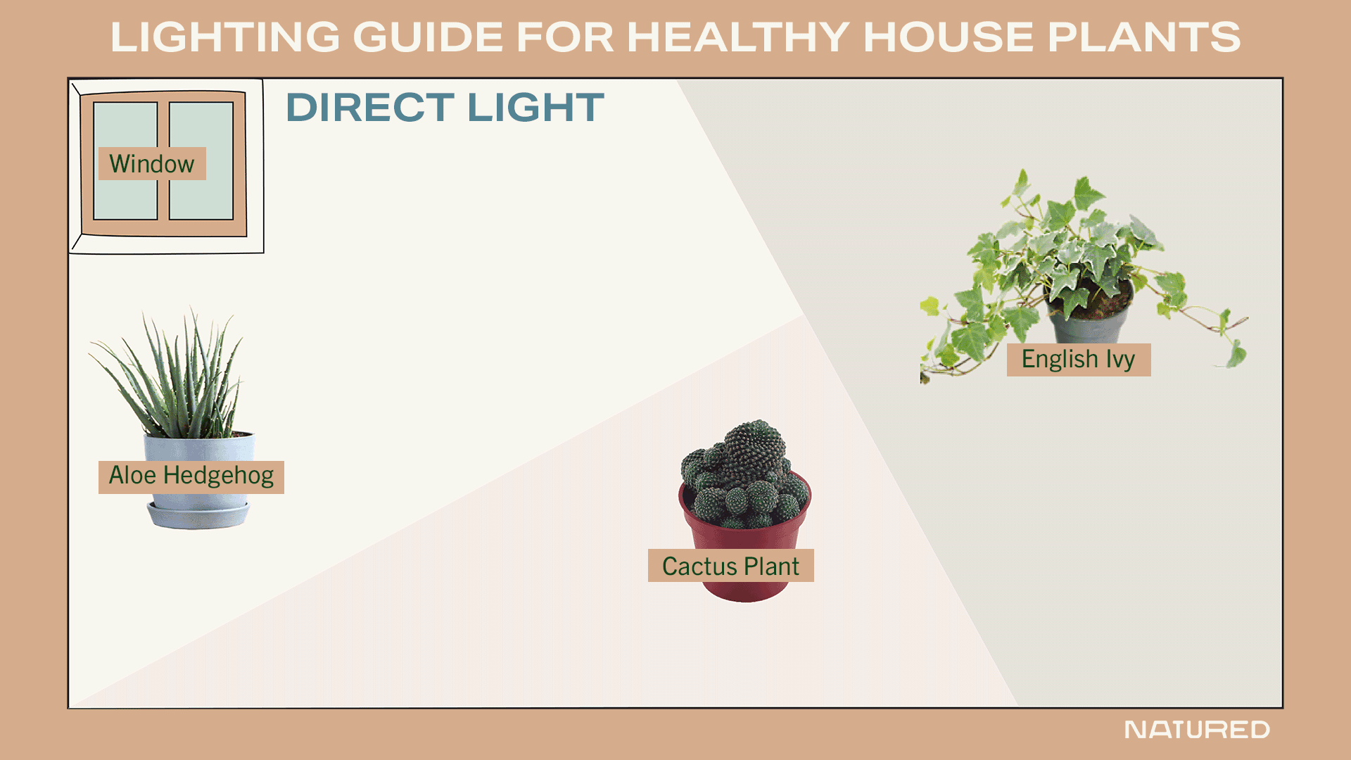 Light Reading the Conditions. Something that often stumps new plant