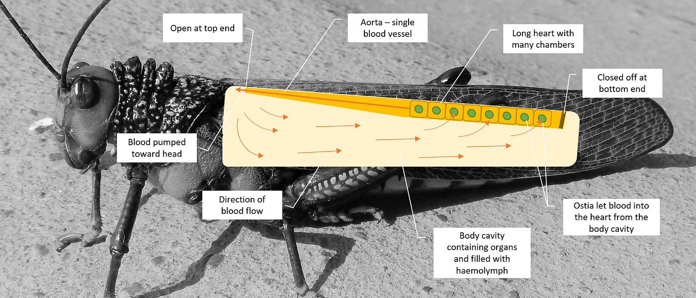 Inside An Insect You’ll Find A Heart And Blood | by Farah Egby ...