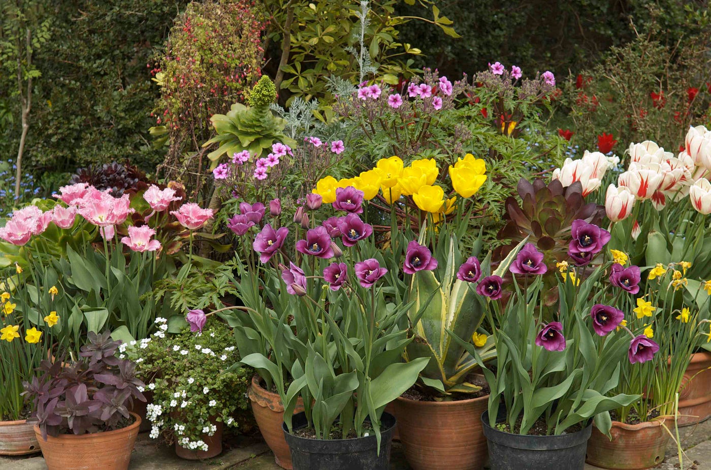 Planting Bulbs in Containers. Bulbs provide almost guaranteed success… by Patsy Collins