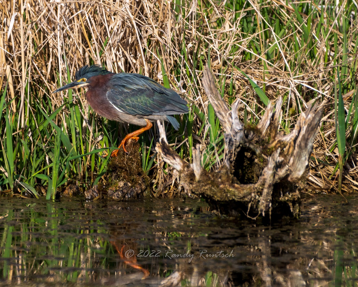 Green Heron perched on a stump.