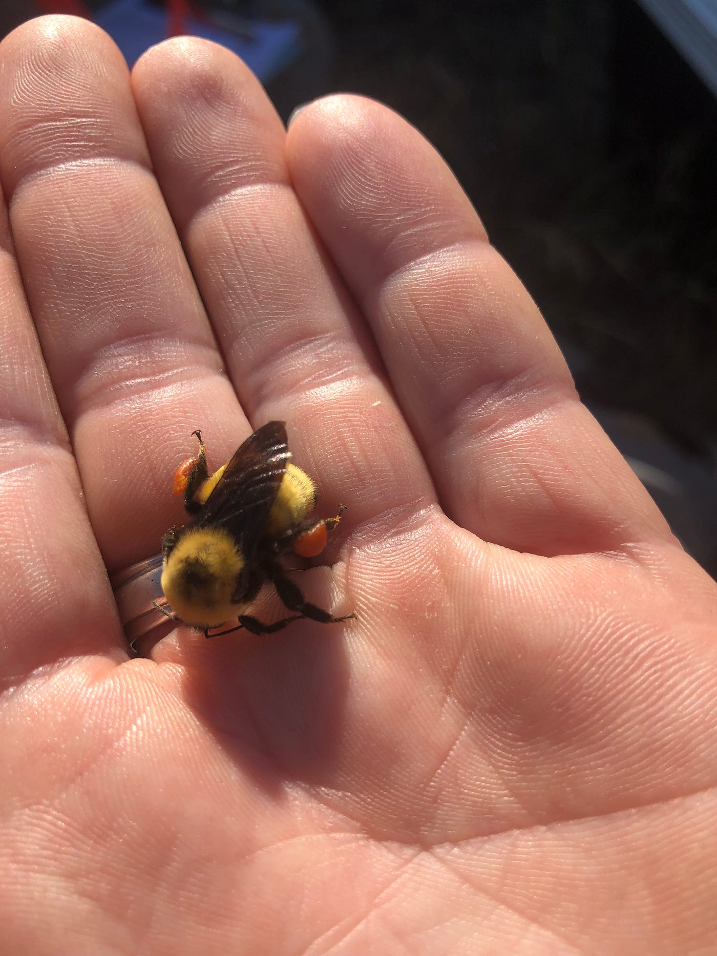 A bumblebee warms up to fly away after being studied by biologists.