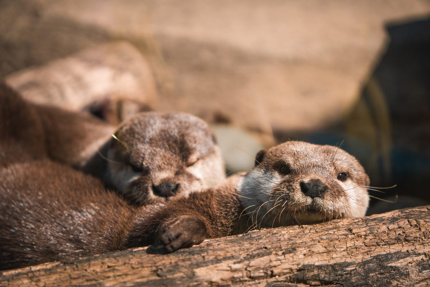 4 Solid Life Lessons You Can Learn From Otters