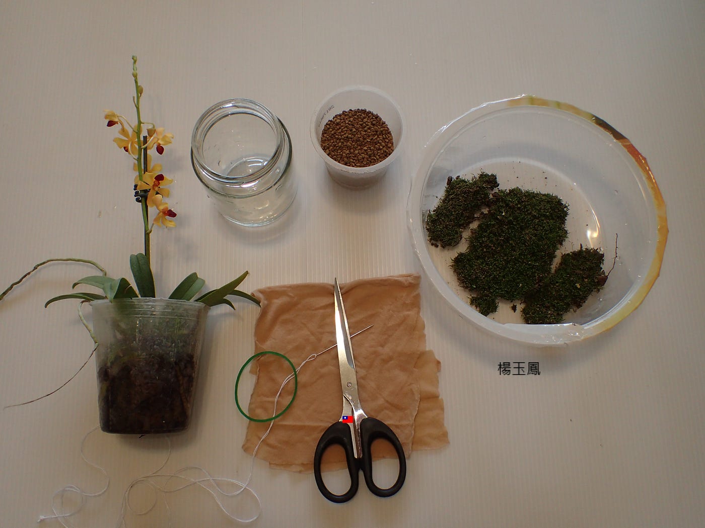苔蘚學堂 苔球製作 無棉線 泥炭土版 材料 小盆栽 蘭花 粗赤玉土 苔片 絲襪 剪刀 針線 橡皮筋 圓柱形瓶罐 By Yu Feng