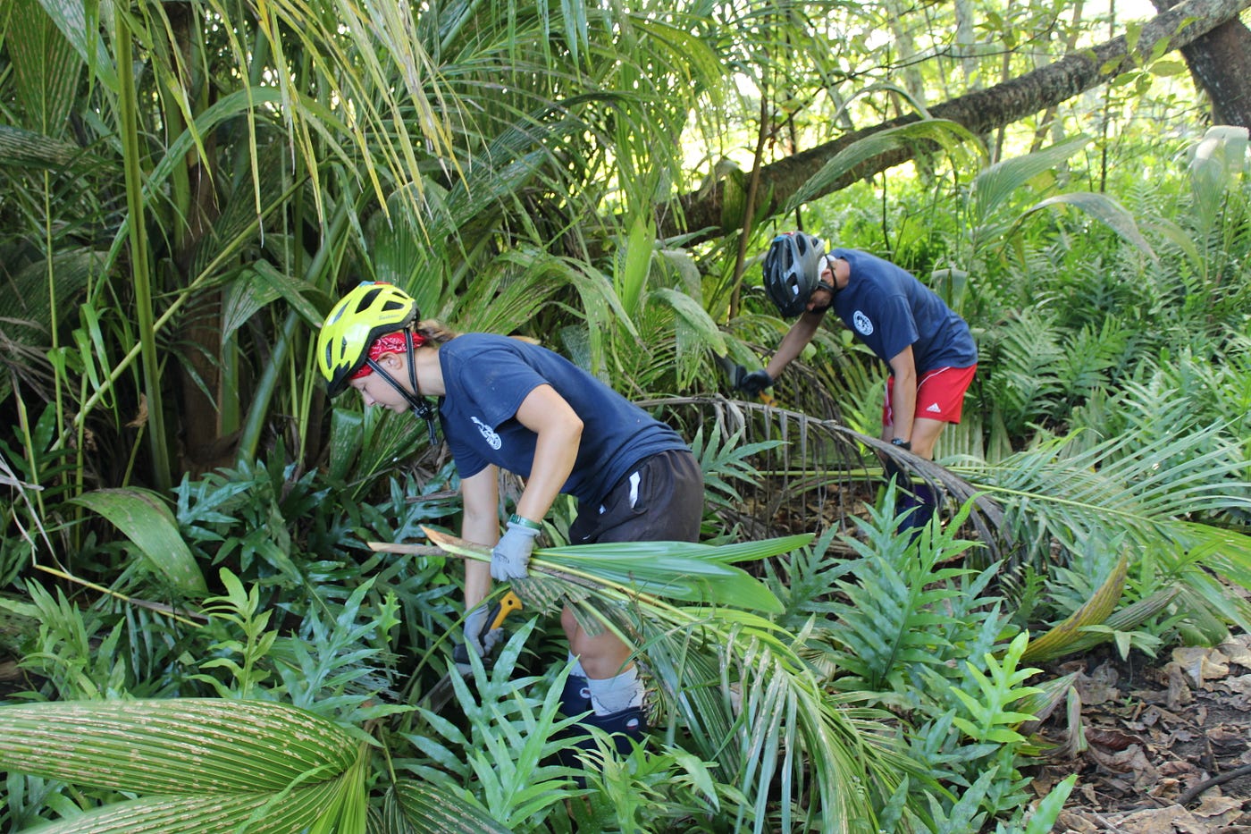 Another Milestone at Palmyra Atoll - One Million Coconut Palms Removed ...