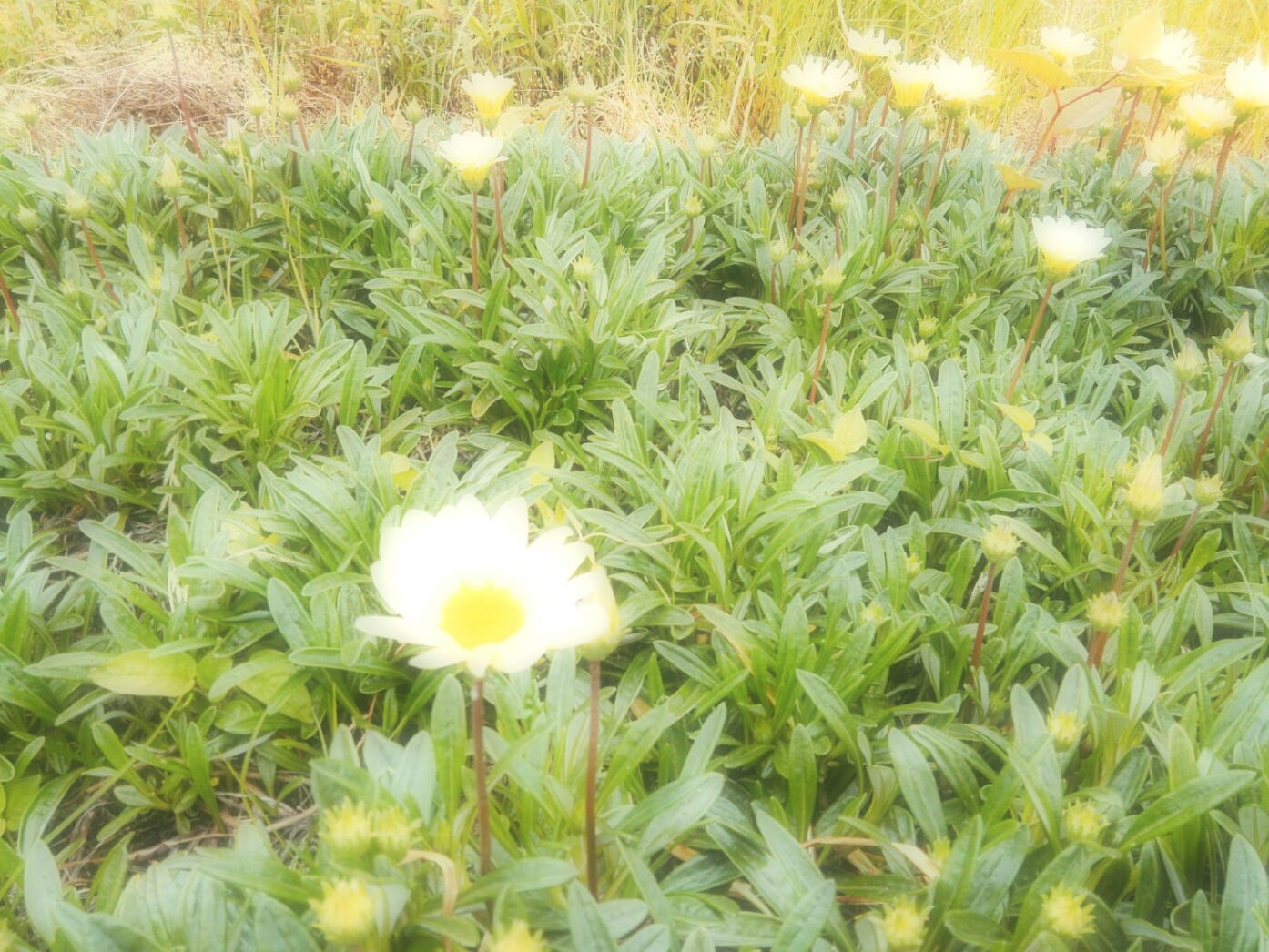 道端に咲く花 ガザニアです 花言葉は 蜜月 君を誇りに思う 身近な笑顔 など By Keiko Yamamoto Medium