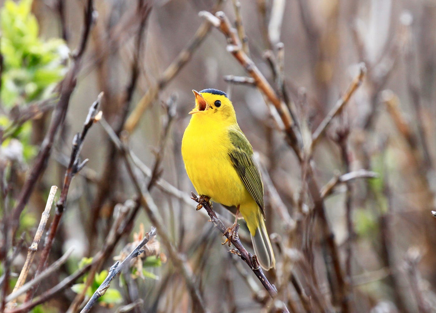 A bright yellow bird with a black head singing.