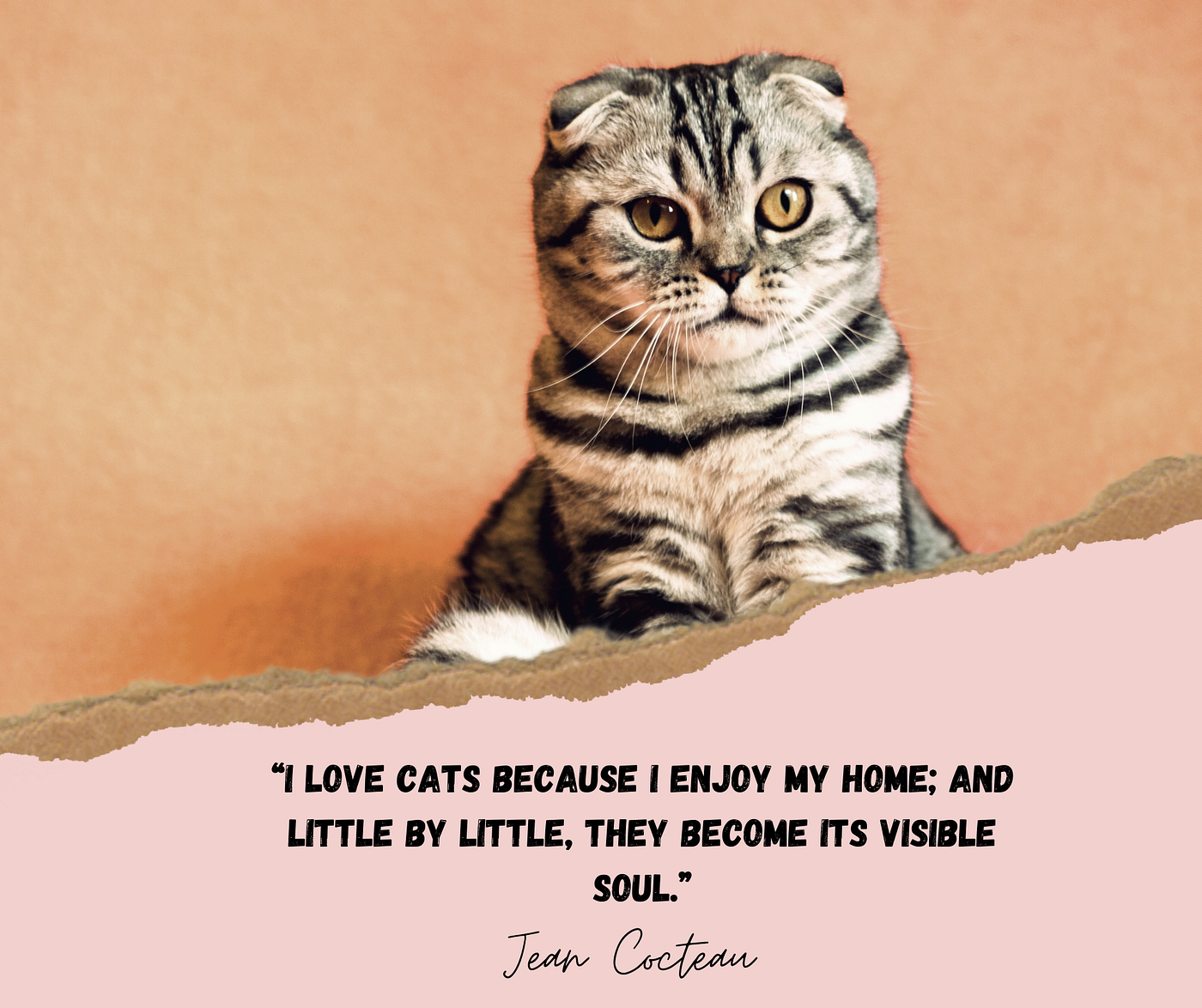 25 Cat Quotes Quirky Quotes About Cats by Abi Latham Medium