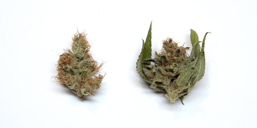 如何挑選大麻 手把手教您挑選高品質大麻 大家都知道 包博就是喜歡用最好的東西 不管是草 或是周邊設備 不是最好的包博就是 By Dr Chien Doctor Chien Medium