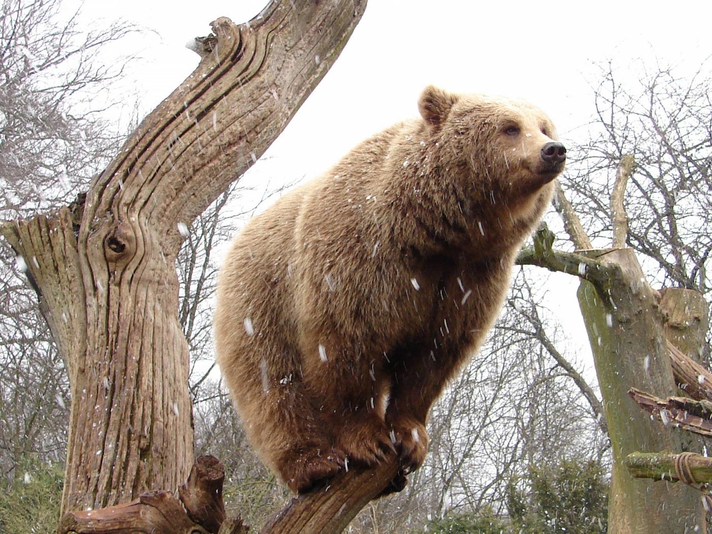 grizzly bears climb trees