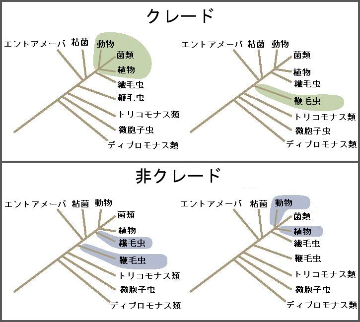 生物学 第2版 第章 系統発生と生命の歴史 Japanese Translation Of Biology 2e By Better Late Than Never Medium