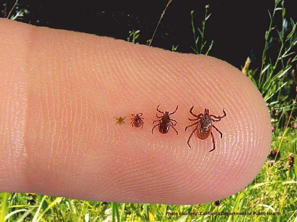 Can Ticks Hurt You?. Ticks are tiny creatures. But that… by The Pest