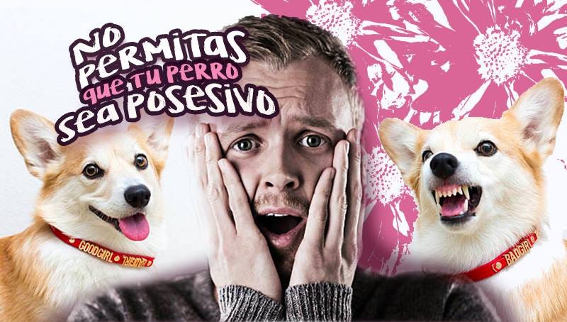 Tu perro es muy posesivo? mira cómo solucionarlo | by DogCrowd | Medium