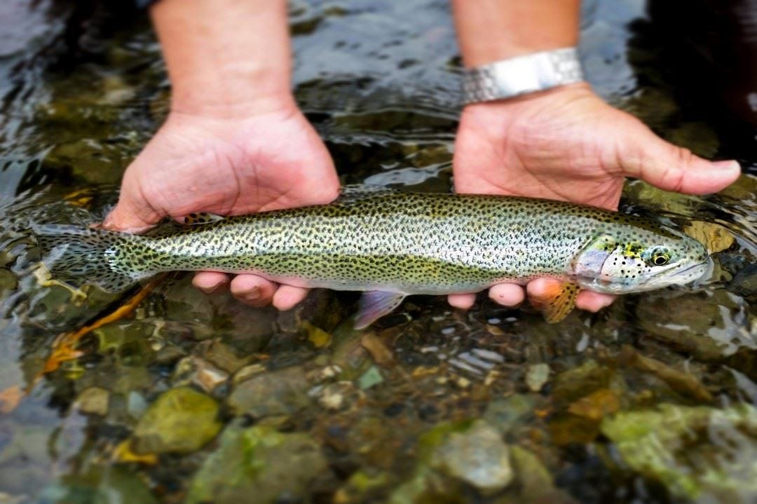 coastal cutthroat trout in the water