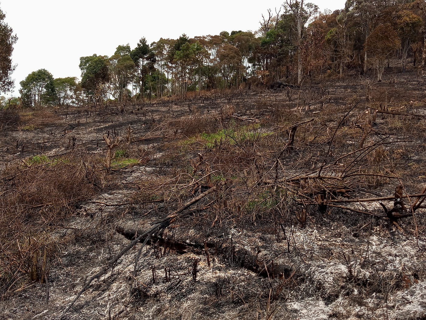 Crime de desmatamento seguido de queimada na região da Bacia do Rio das Pedras, em 2020. Foto: Cléber Moletta/Rádio Cultura Fm Guarapuava.