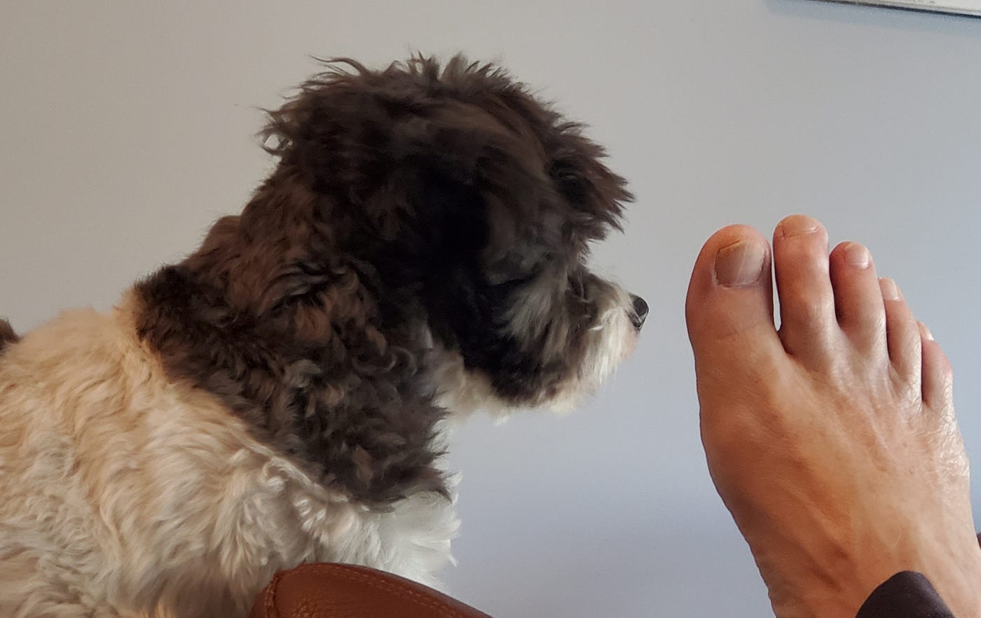 Why Does My Dog Lick My Feet