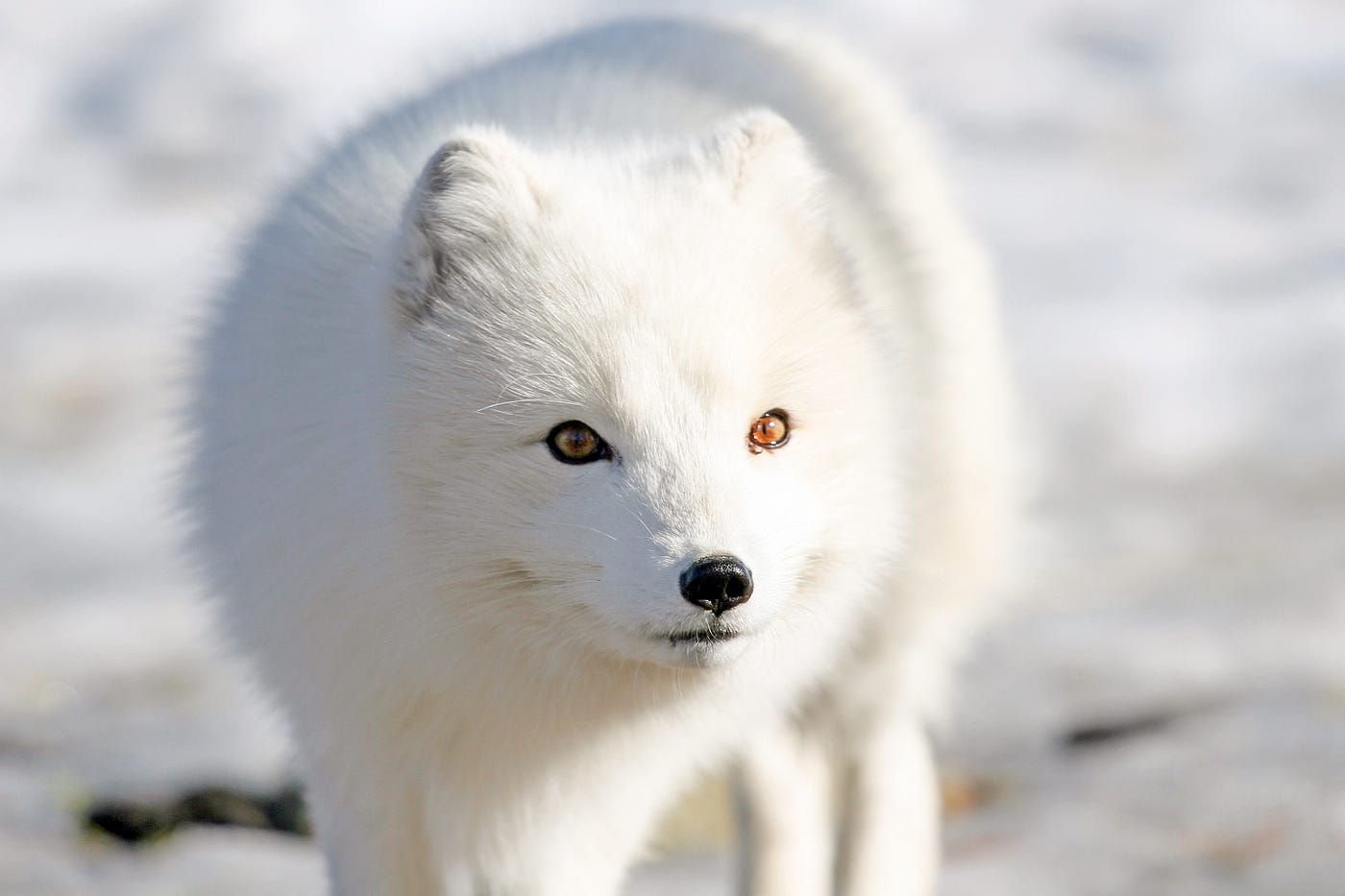 A pure white fox with short ears and golden eyes.