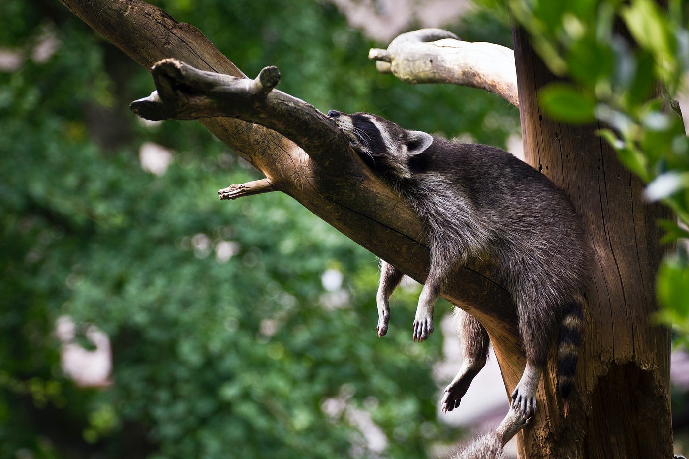 Raccoon sleeping in a tree with his limbs hanging down