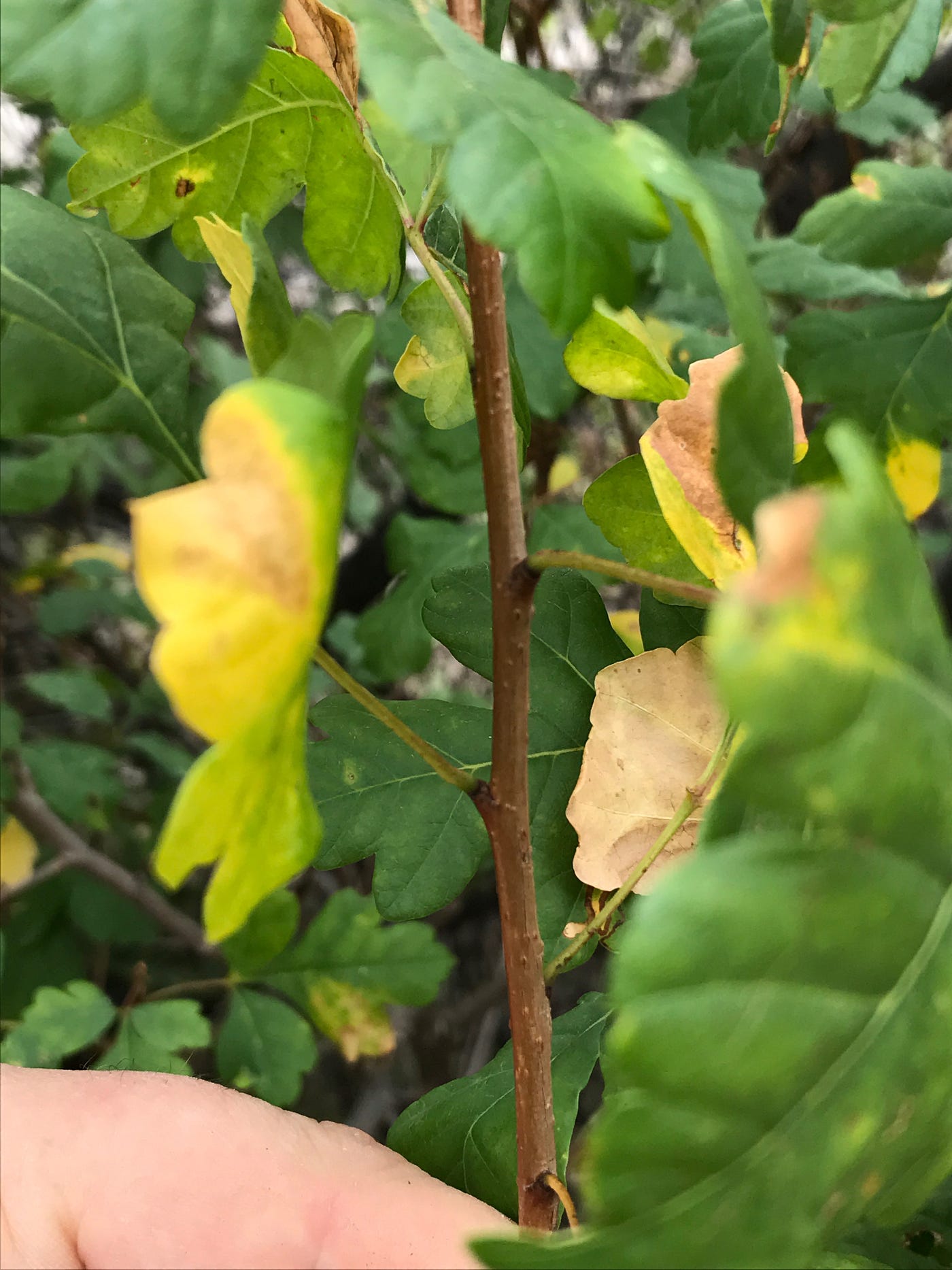 Two Edible and DroughtTolerant Sumacs for Food, Medicine, and… Male