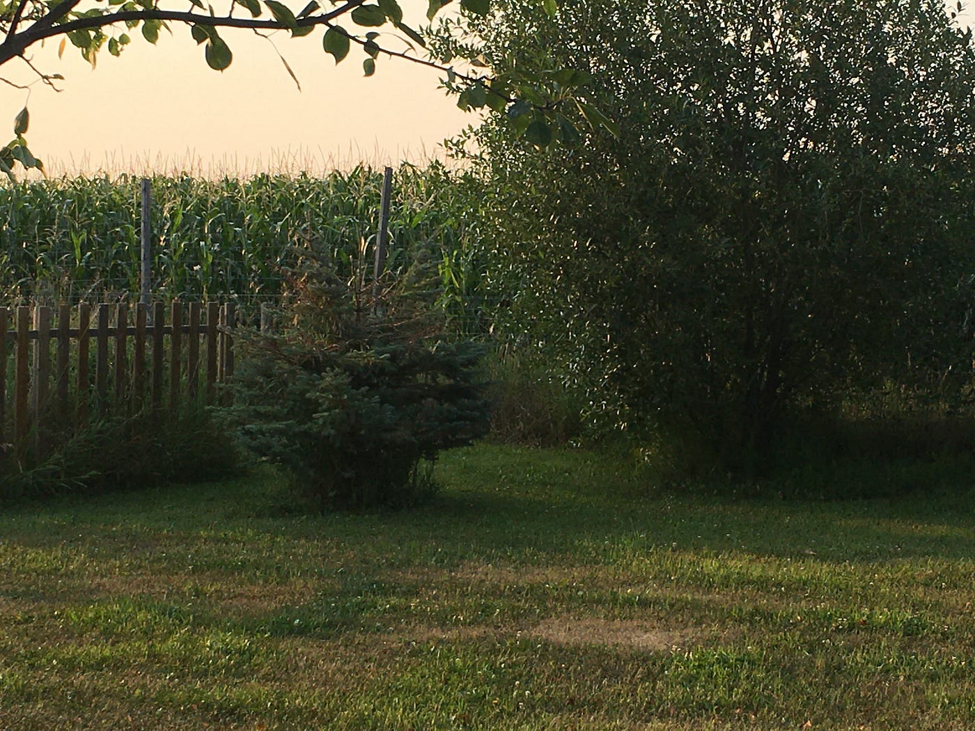 tall corn behind a farm fence
