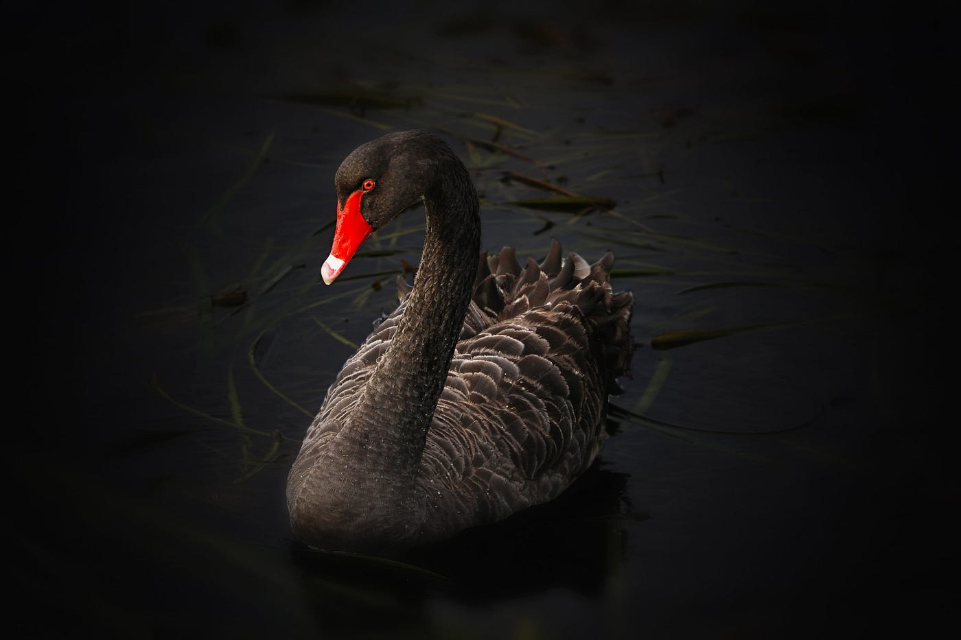 Is Tether a black swan? Risk by a DeFi security guy | by Bernhard Mueller | Jun, 2021 | Medium Medium