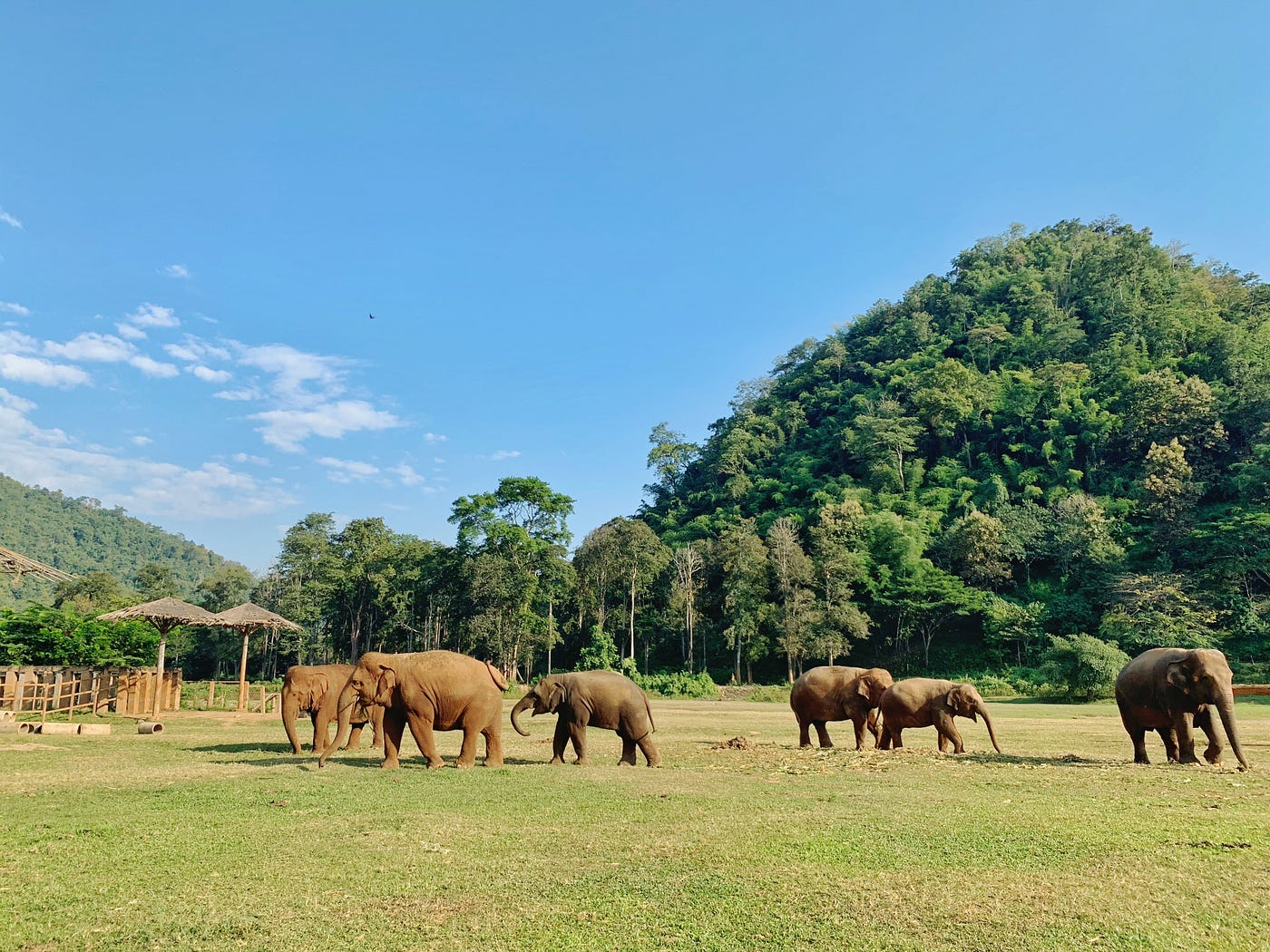 A visit Elephant Nature Park. Elephant Nature Park an | Crystal Ledesma | Medium