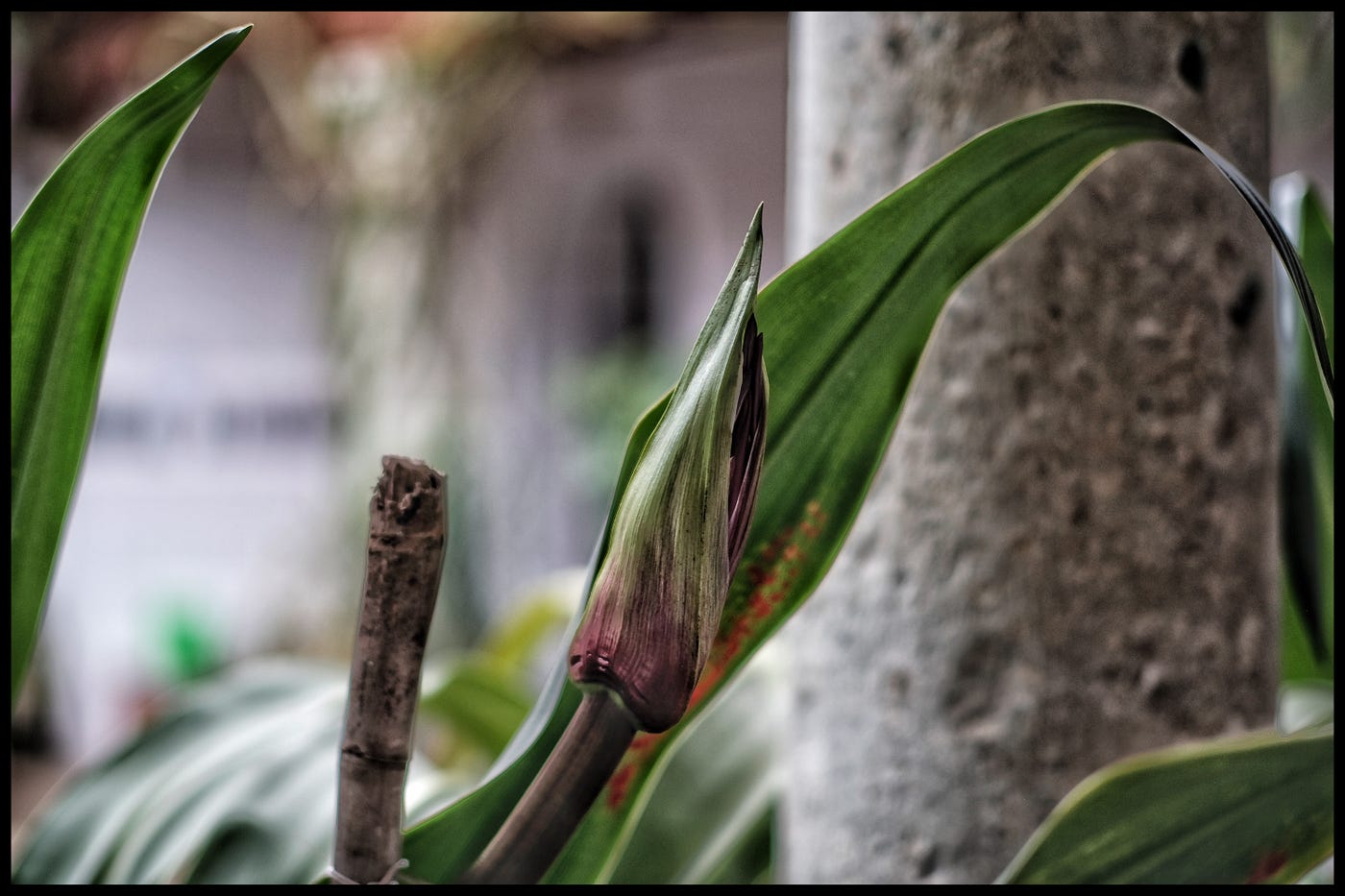 Close up of a bud ready to blossom, the color version.