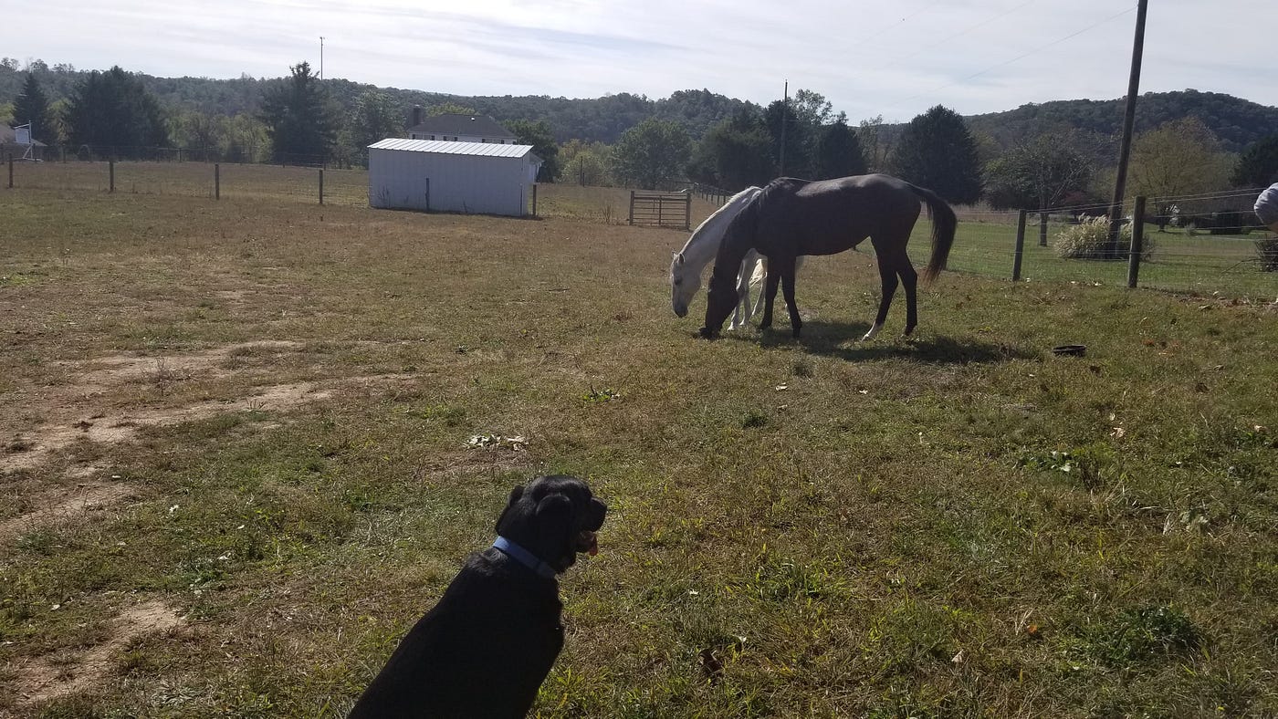 Two horses stand in the paddock with a black lab in the forefront.