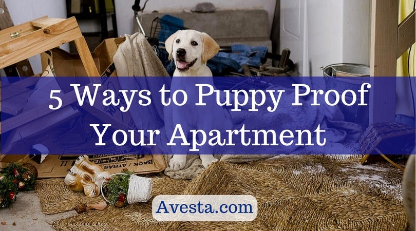 how do i puppy proof my apartment