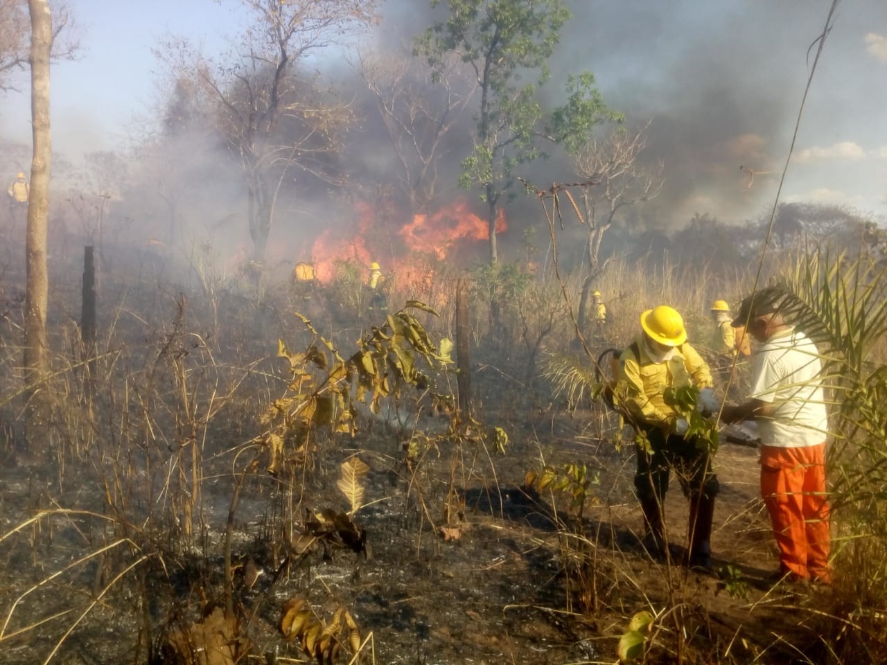 The Amazon is Burning How, Why & What Can We Do? by Emily Jacobi
