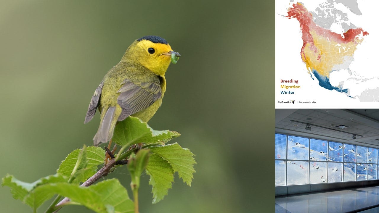 Collage of three images: a small yellow songbird with black cap, a map of North America with red, yellow, and blue to show summer, migration, and wintering abundance, and a bank of windows with reflective designs and birds outside.