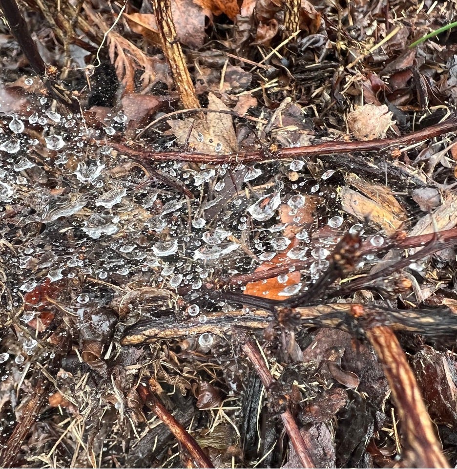 Home Is Where The Weeds Grow Two. B. J. Thomas is doing Raindrops Keep