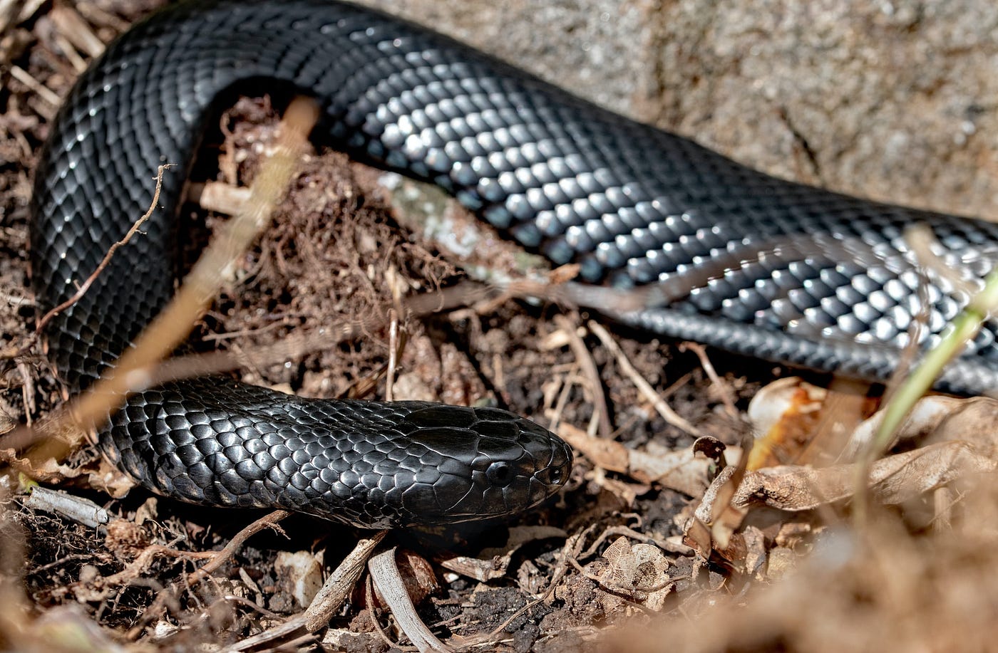 Snake on a Fence- A Short Story. A Day on the farm | by Blaine Coleman |  ILLUMINATION-Curated | Medium