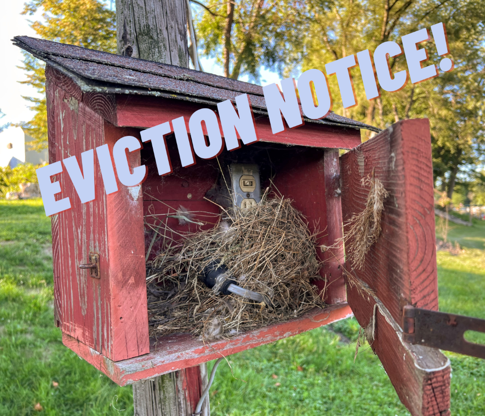 For The Love of Birds Part II. Watching the sunrise with a fishing