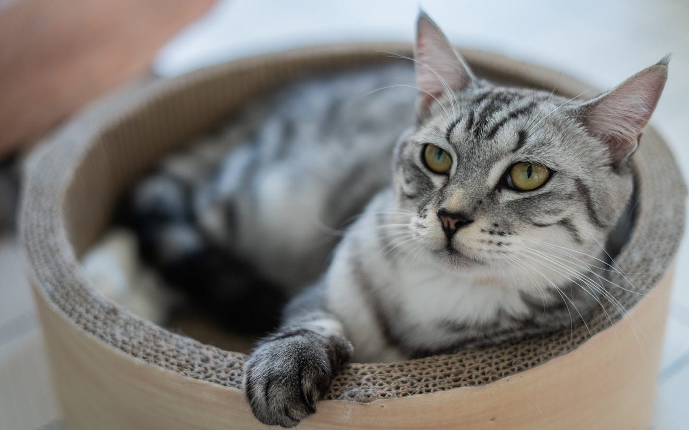 A gray striped cat with green eyes looks up from a round cardboard cat nest
