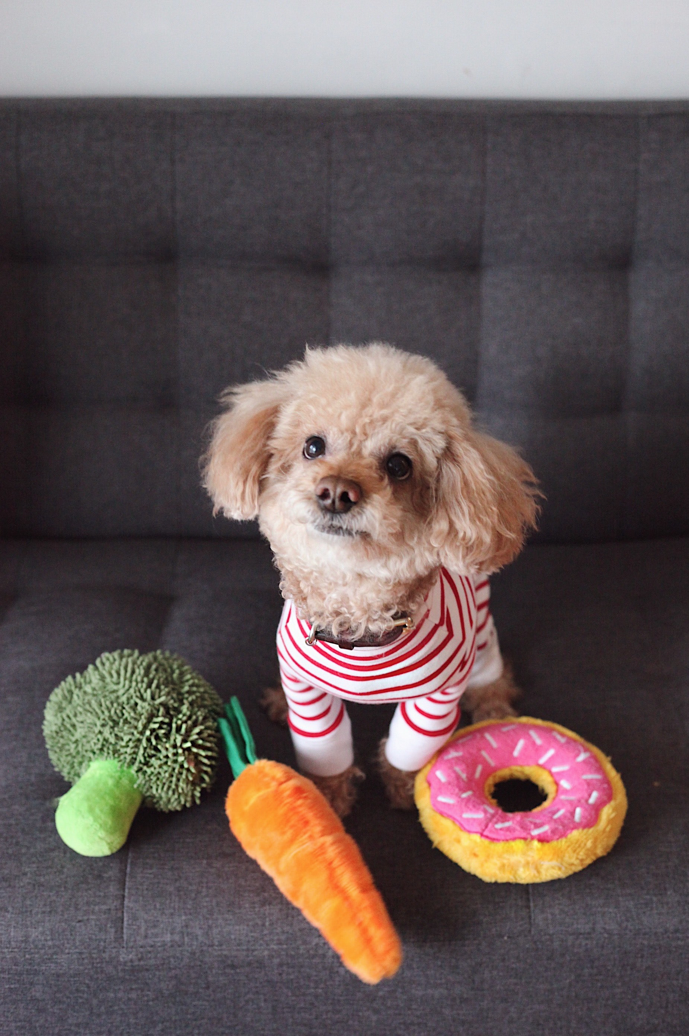 can my dog be vegetarian