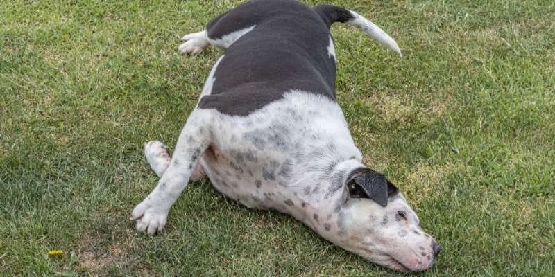 Why Do Dogs Rub Their Faces On The Ground 10 Of The Most Common Reasons By Andrew Toft Medium