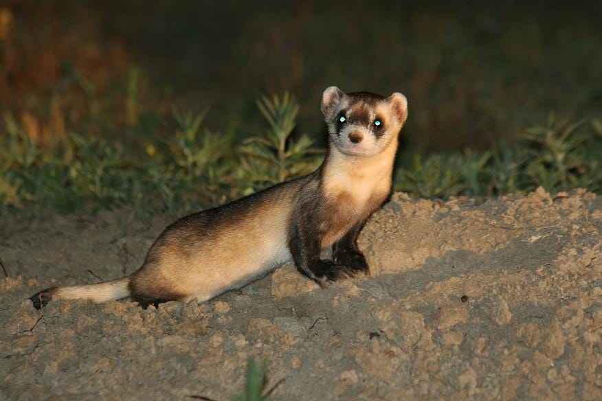 black-footed ferret with green eye shine standing on a mound of dirt at night.