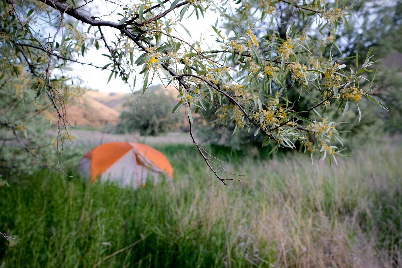 flowers on a tree are in focus, just out of focus, a tent.