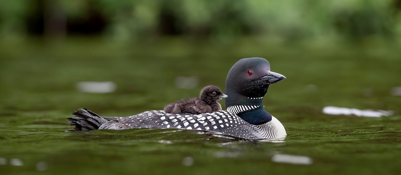 A common loon parent with a young chick sitting on its back while they float on the lake’s surface