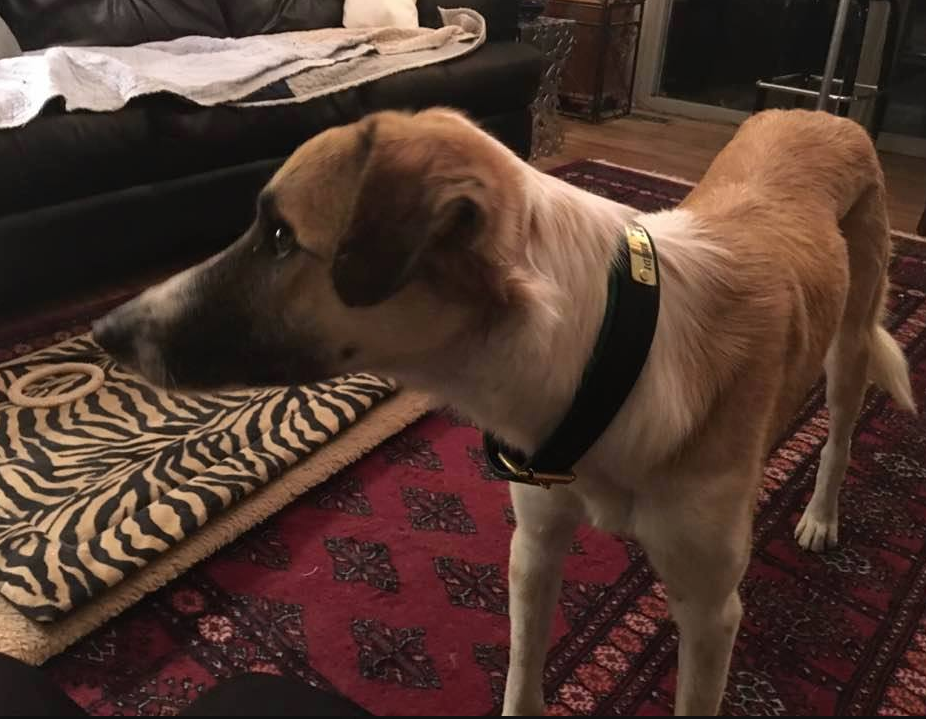 Beldi is Best the Moroccan Dog. What is a beldi? by SFT Animal