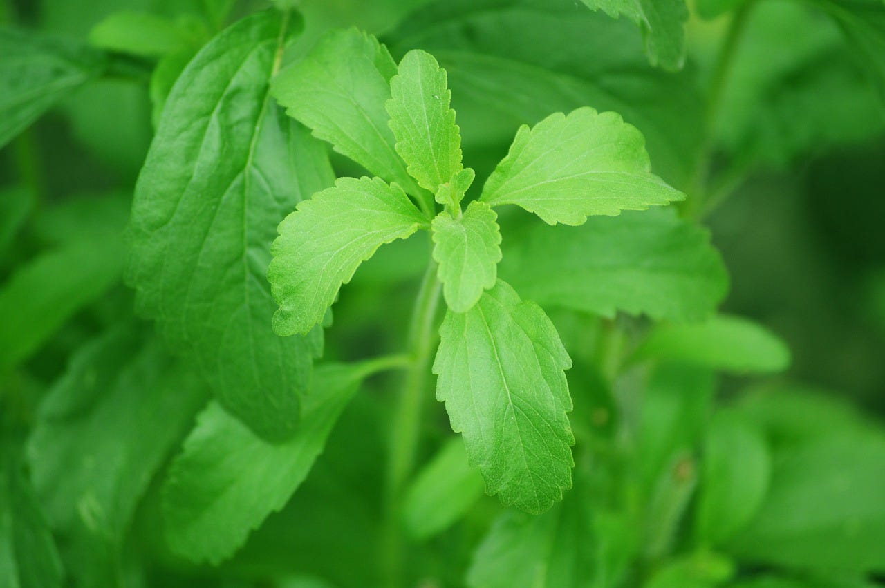 Make Your Own Stevia Liquid Concentrate And Save GOBS Of Money by